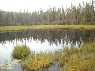 Wetland / Small Pond