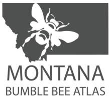 Montana Bumble Bee Atlas Logo