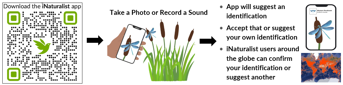 iNaturalist overview image